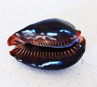 Polished Cypraea Mauritiania Humpback Cowrie Shell