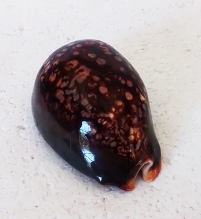 Polished Cypraea Mauritiania Humpback Cowrie Shell