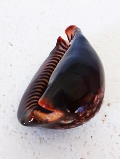 Polished Cypraea Mauritiania Humpback Cowrie Shell