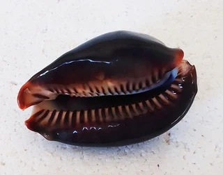 Polished Cypraea Mauritiania Humpback Cowrie Shell