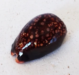 Polished Cypraea Mauritiania Humpback Cowrie Shell