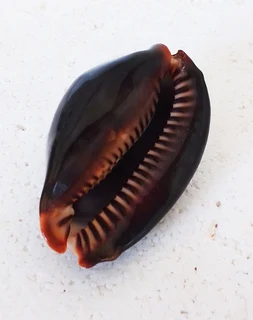 Polished Cypraea Mauritiania Humpback Cowrie Shell