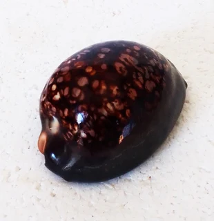 Polished Cypraea Mauritiania Humpback Cowrie Shell