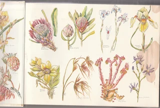 The Evergreen South African Diary - Susan Paramore Weyers