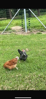 Easter egger chicks