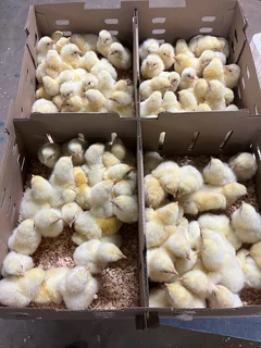 Day old broiler chicks