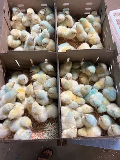 Day old broiler chicks