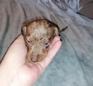 2 x Chocolate Dapple Mini Daschund Boys