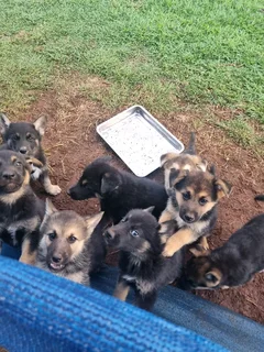 German Shepherd cross Husky puppies