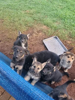 German Shepherd cross Husky puppies