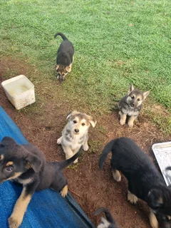 German Shepherd cross Husky puppies