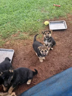 German Shepherd cross Husky puppies