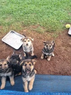 German Shepherd cross Husky puppies