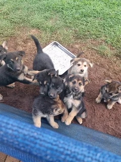 German Shepherd cross Husky puppies