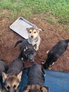 German Shepherd cross Husky puppies