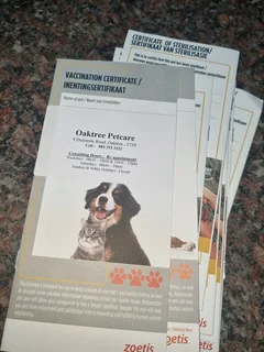 German Shepherd cross Husky puppies