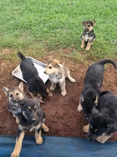 German Shepherd cross Husky puppies