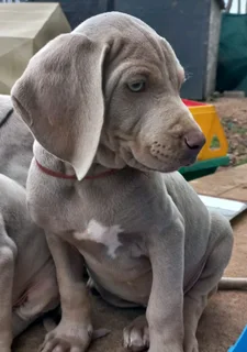 Weimaraner pups western cape