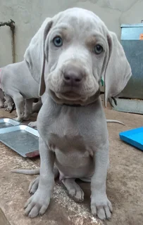 Weimaraner pups western cape