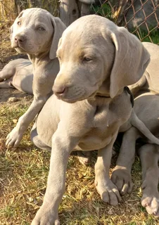 Weimaraner pups western cape
