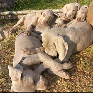 Weimaraner pups western cape