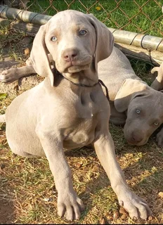 Weimaraner pups western cape