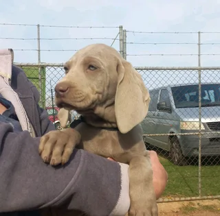 Weimaraner pups western cape