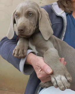 Weimaraner pups western cape