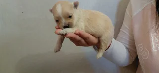 Puppies - Ad posted by Adrian Truter