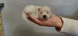 Puppies - Ad posted by Adrian Truter