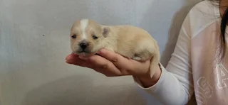 Puppies - Ad posted by Adrian Truter