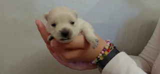 Puppies - Ad posted by Adrian Truter