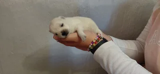 Puppies - Ad posted by Adrian Truter