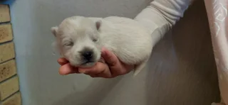 Puppies - Ad posted by Adrian Truter