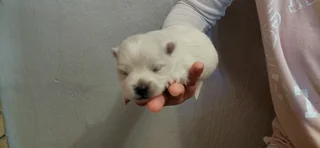 Puppies - Ad posted by Adrian Truter