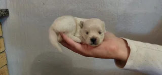 Puppies - Ad posted by Adrian Truter