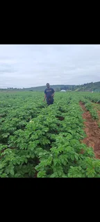 Agronomist/Horticultural services