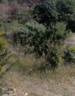 Lovu vacant land for sale