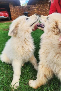 WhiteSwissShepherd puppies