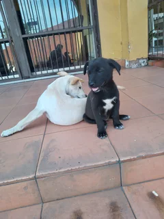 Puppies - Ad posted by Lindani Ndlovu