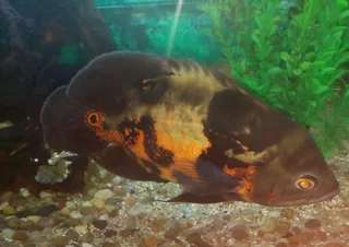 Fish - Ad posted by Colleen Britz