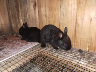 Dwarf baby bunny&#39;s