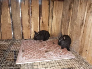 Dwarf baby bunny&#39;s