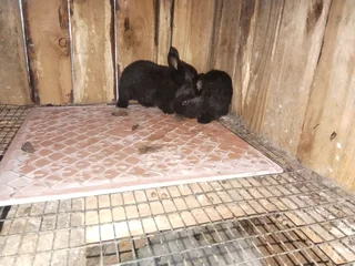 Dwarf baby bunny&#39;s