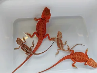 Exotic Baby Bearded Dragons for sale