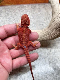 Exotic Baby Bearded Dragons for sale