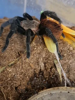 Tarantula Collection