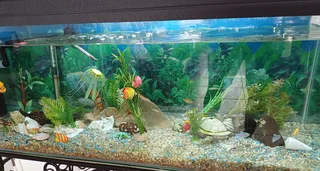 Fish tank aquarium