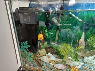Fish tank aquarium