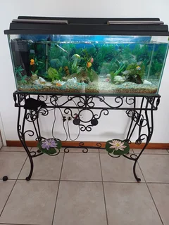 Fish tank aquarium